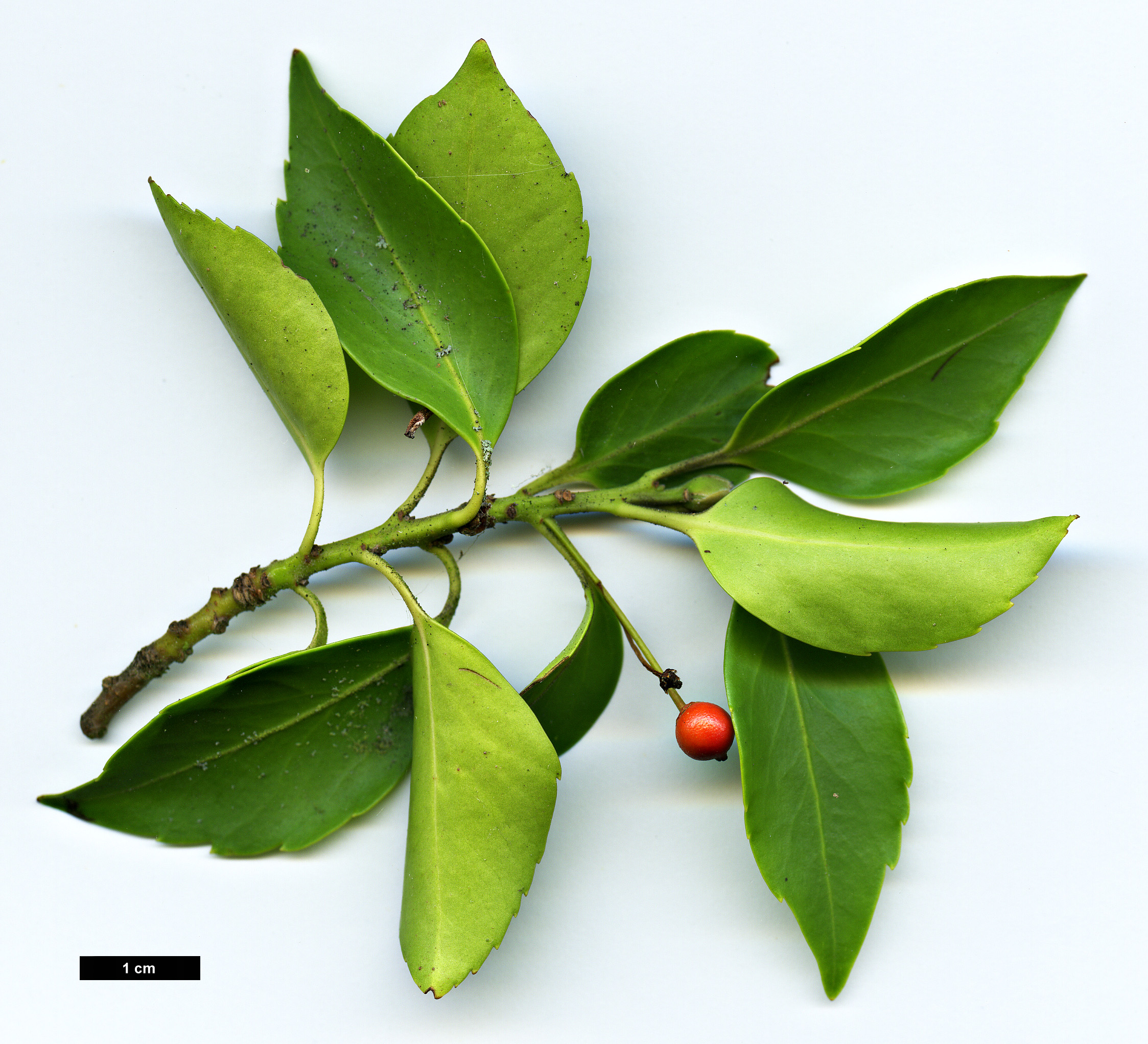 High resolution image: Family: Aquifoliaceae - Genus: Ilex - Taxon: sugerokii - SpeciesSub: subsp. longipedunculata